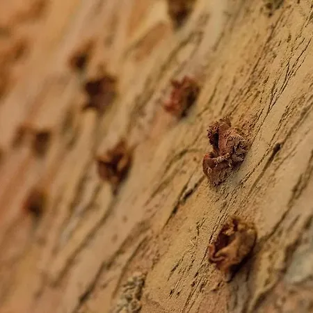 特雷比住宿加早餐旅馆 住宿加早餐酒店