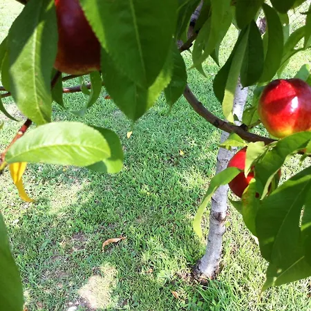 Terre Di Bea * Pederobba