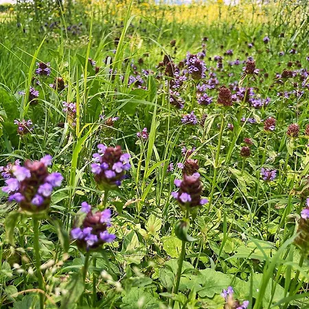 فندق مبيت وإفطار Terre Di Bea Pederobba